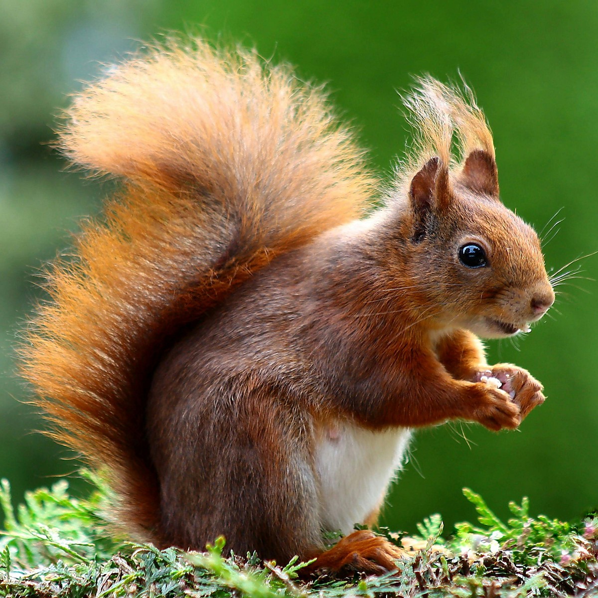 World Wildlife Day (WWD2024) 